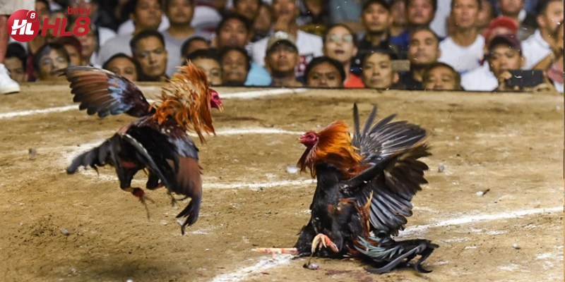 Những chiến kê dũng mãnh tranh tài trong các trận đấu gay cấn.